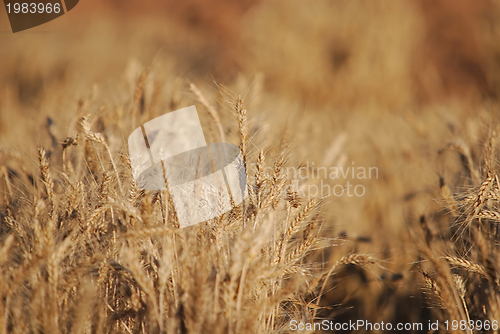 Image of wheat