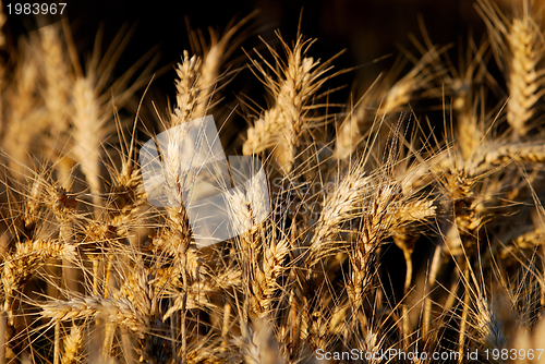 Image of wheat