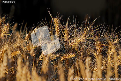 Image of wheat