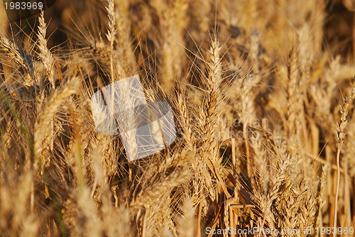 Image of wheat