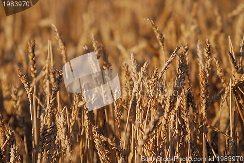 Image of wheat