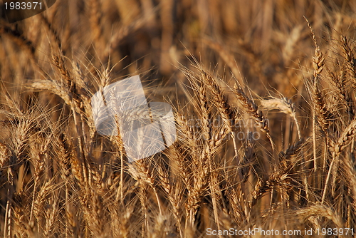 Image of wheat