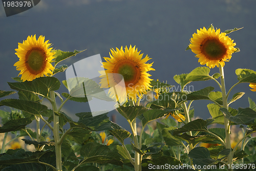 Image of sunflower field