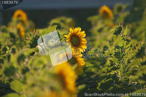 Image of sunflower field