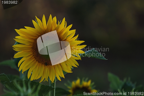 Image of sonflower