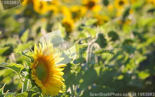 Image of sunflower field