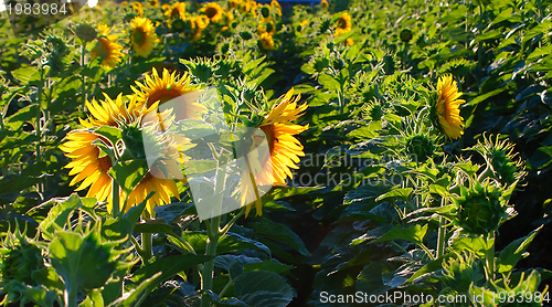 Image of sunflower field