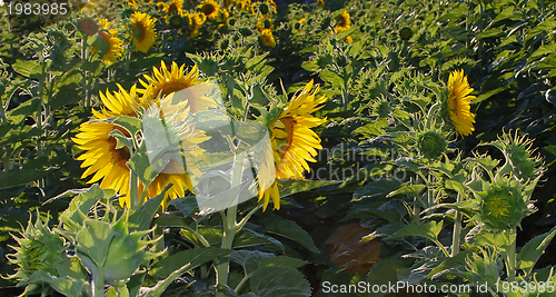 Image of sunflower field