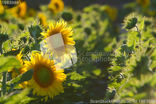 Image of sunflower field