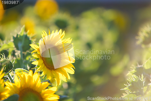 Image of sunflower field