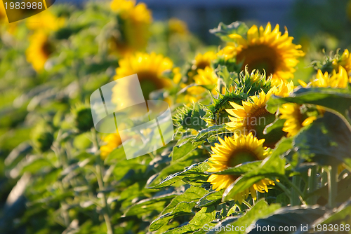 Image of sunflower field