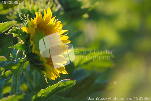 Image of sunflower field