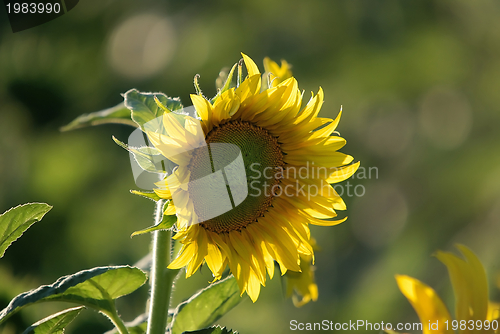 Image of sunflower field