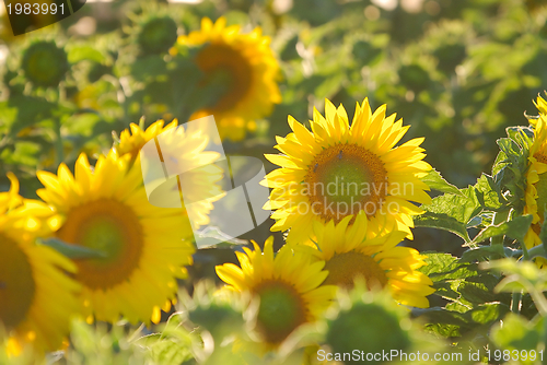 Image of sunflower field