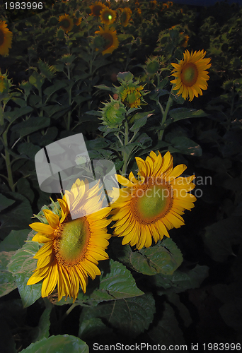 Image of sunflower field