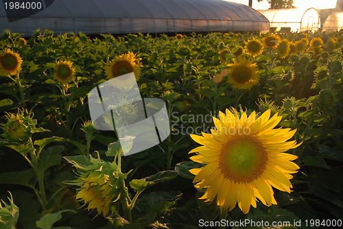 Image of sunflower field