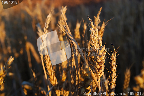 Image of wheat