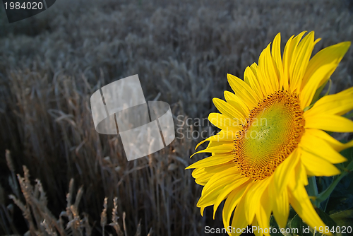 Image of sunflower closeup with wheat in background