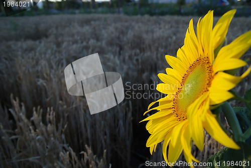 Image of sunflower closeup with wheat in background