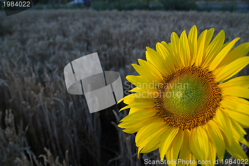 Image of sunflower closeup with wheat in background