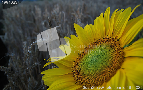 Image of sunflower closeup with wheat in background