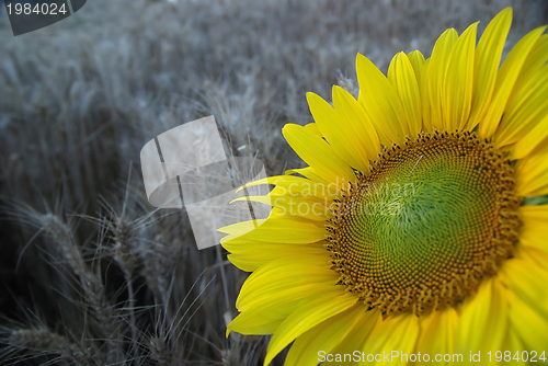 Image of sunflower closeup with wheat in background