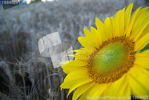 Image of sunflower closeup with wheat in background