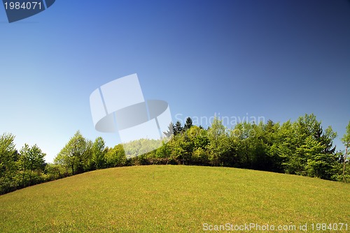 Image of spring meadow