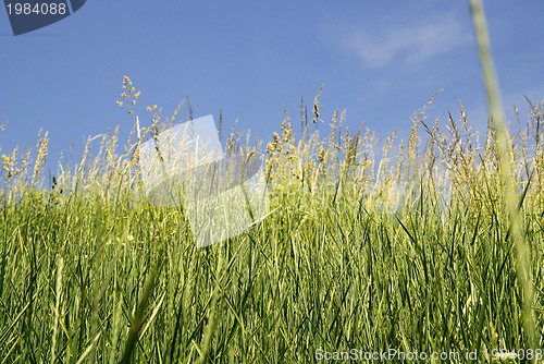 Image of meadow 