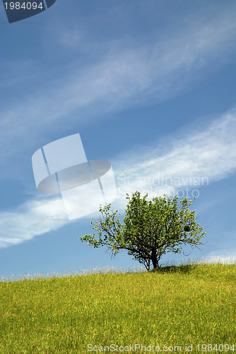 Image of tree on meadow at sunny day