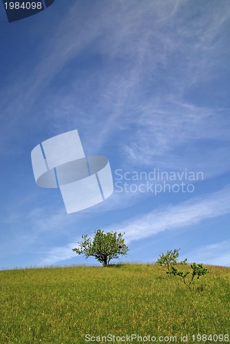 Image of tree on meadow at sunny day