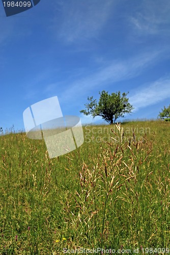 Image of tree on meadow at sunny day