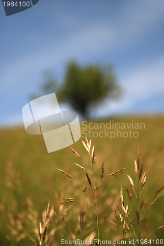 Image of meadow 