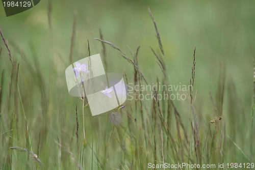 Image of green grass (with telephoto lens)