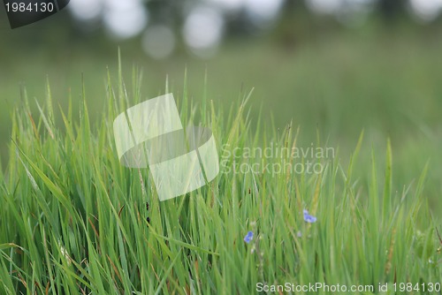 Image of green grass (with telephoto lens)