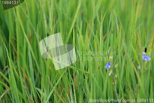 Image of green grass (with telephoto lens)