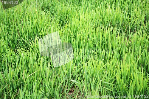 Image of green grass (with telephoto lens)
