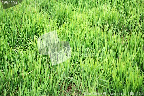 Image of green grass (with telephoto lens)