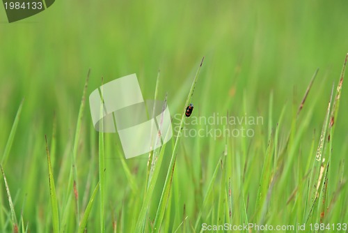 Image of green grass and lonely bug  (with telephoto lens)