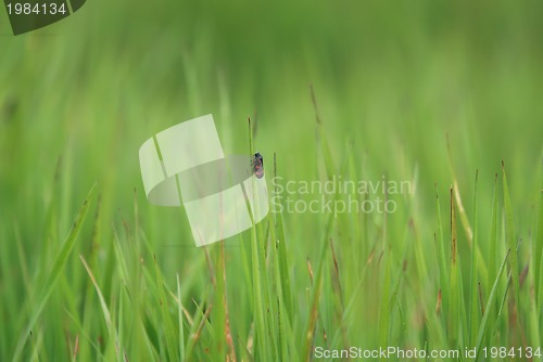 Image of bug on  top of grass (with telephoto lens)