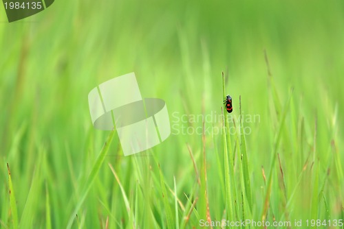 Image of green grass and bug (with telephoto lens)