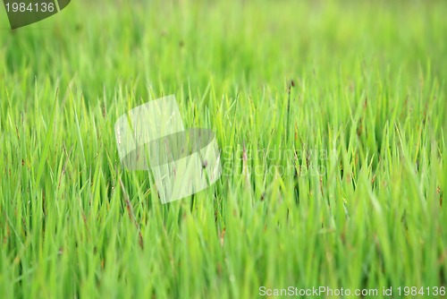 Image of green grass (with telephoto lens)