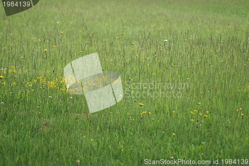 Image of green grass (with telephoto lens)