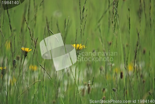 Image of green grass (with telephoto lens)