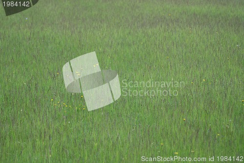 Image of green grass (with telephoto lens)