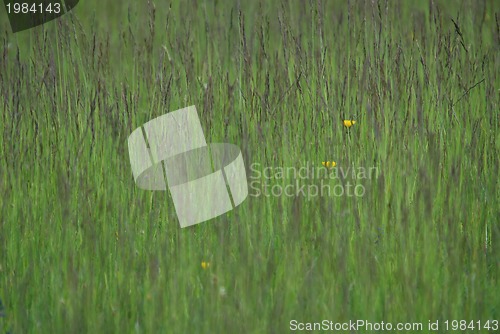 Image of green grass (with telephoto lens)