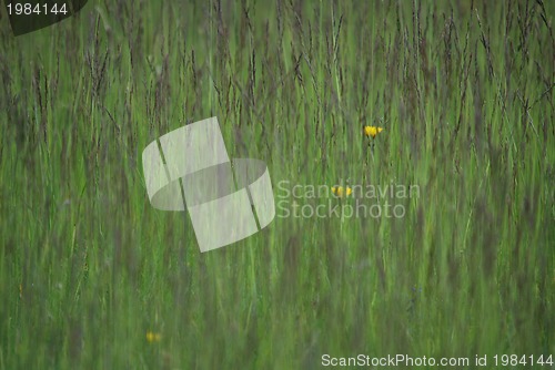 Image of green grass (with telephoto lens)