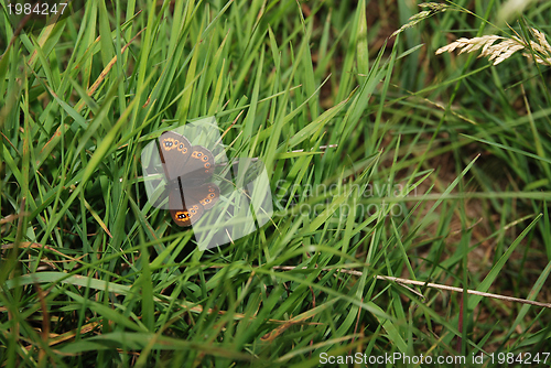 Image of brow butterfly in grass