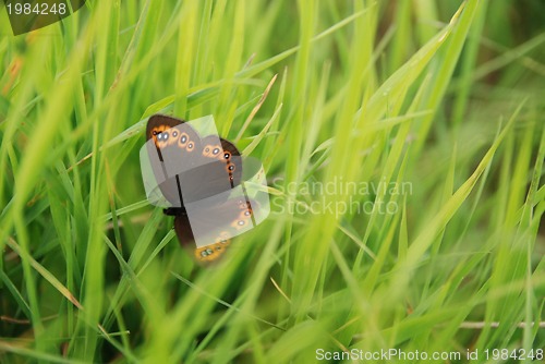 Image of brow butterfly in grass