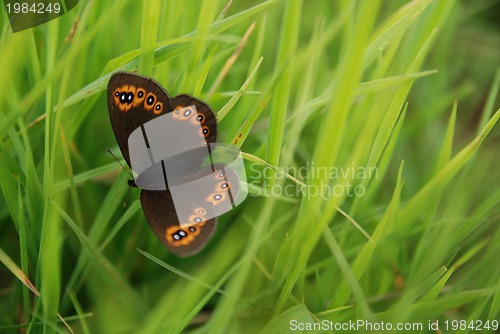 Image of brow butterfly in grass